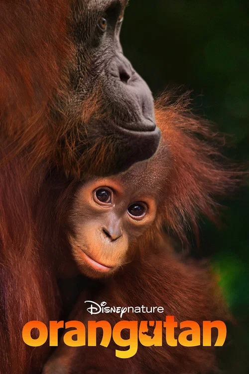 Orangutan poster