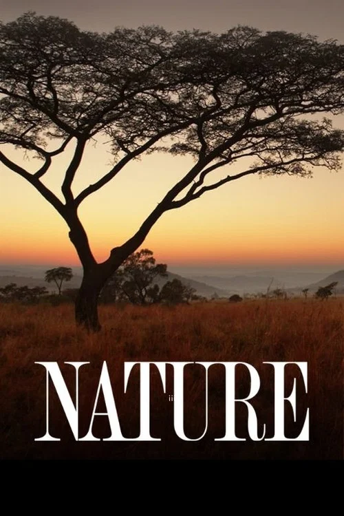The poster features two cheetahs in a natural setting, with one sleeping peacefully on the other's back. The warm golden tones of their spotted fur blend softly with the earthy background, evoking a serene and peaceful mood. The word "NATURE" is prominently displayed at the bottom, reinforcing th...