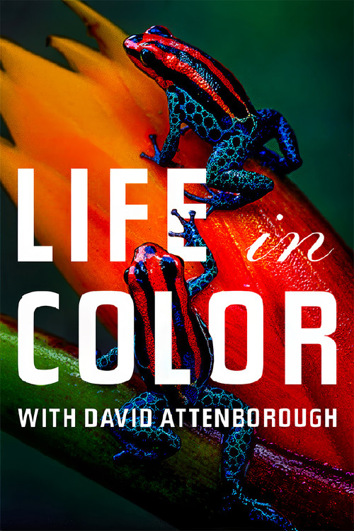 This vibrant poster captures the essence of "Attenborough's Life in Colour" with its dynamic, colorful imagery. The scene features a lively, animated composition that suggests a lively and energetic atmosphere. The vivid hues of red, blue, and yellow create a sense of movement and energy, reflect...